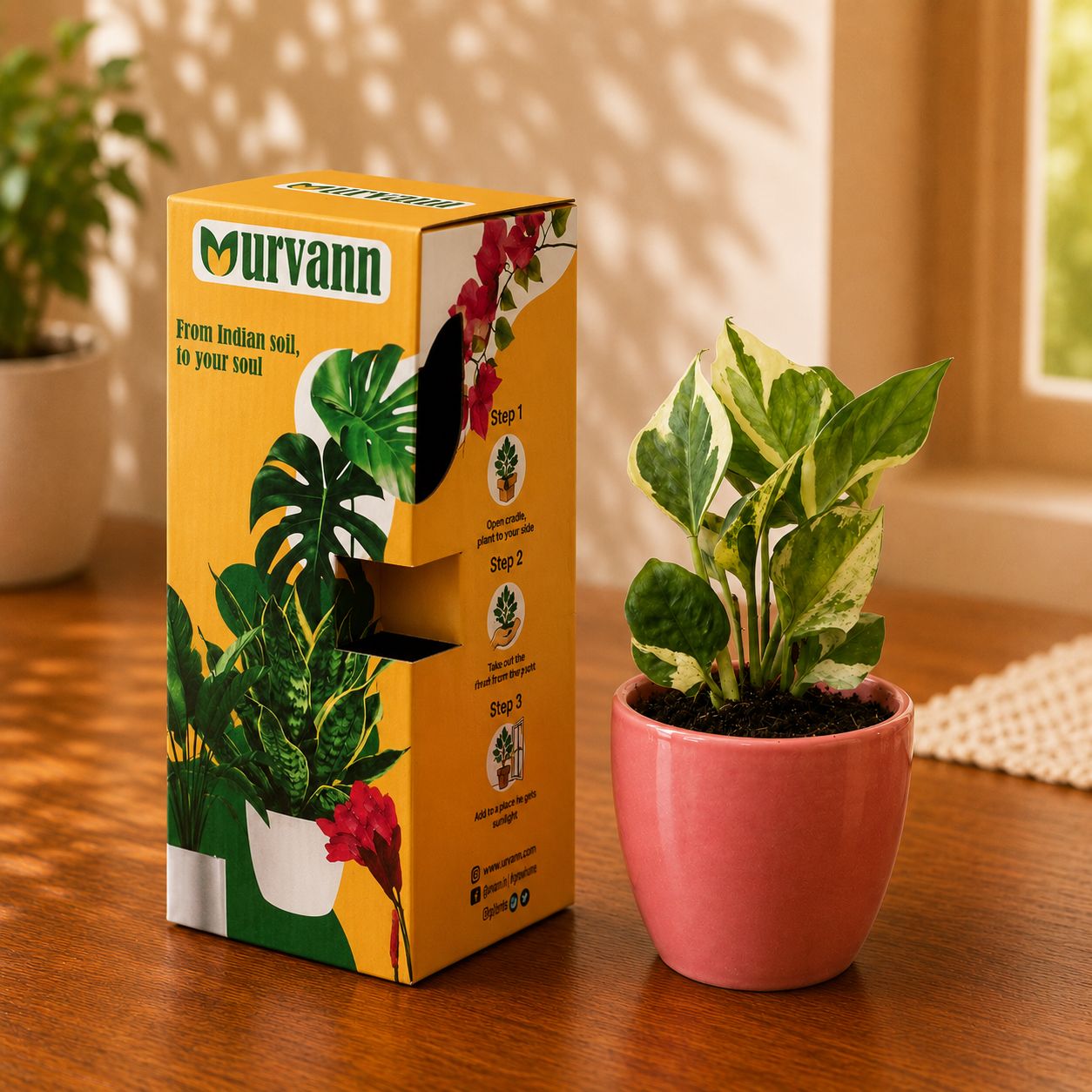 Gift Ready - Money Plant N'Joy in 4 Inch Blush Pink Pixel Cup Ceramic Planter - In Premium Gifting Box