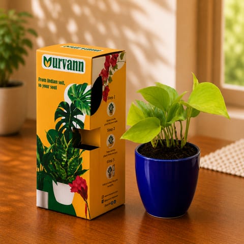 Gift Ready - Money Plant Golden in 4 Inch Live Plant Royal Blue Pixel Cup Ceramic Planter - in Premium Gifting Box