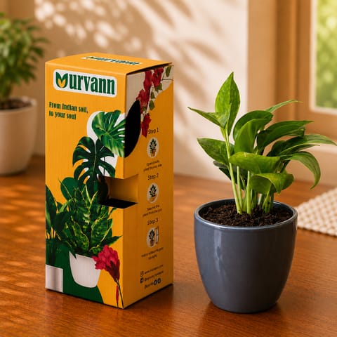 Gift Ready - Money Plant Green in 4 Inch Live Plant Grey Matt Pixel Cup Ceramic Planter - in Premium Gifting Box