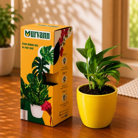 Gift Ready - Money Plant Green in 4 Inch Live Plant Sunshine Yellow Pixel Cup Ceramic Planter - in Premium Gifting Box