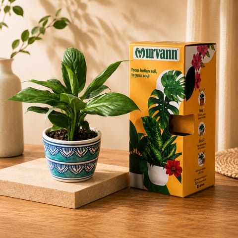 Gift Ready - Peace Lily in 4 Inch Heritage Sky Pixel Cup Ceramic Planter - In Premium Gifting Box