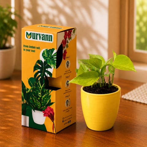 Gift Ready - Money Plant Golden in 4 Inch Live Plant Sunshine Yellow Pixel Cup Ceramic Planter - in Premium Gifting Box