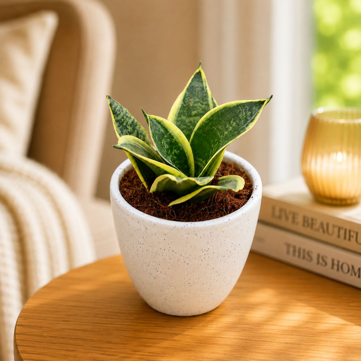 Gift Ready - Snake Yellow Dwarf in 3 Inch Classy White Cup Ceramic Pot - in Premium Gifting Box