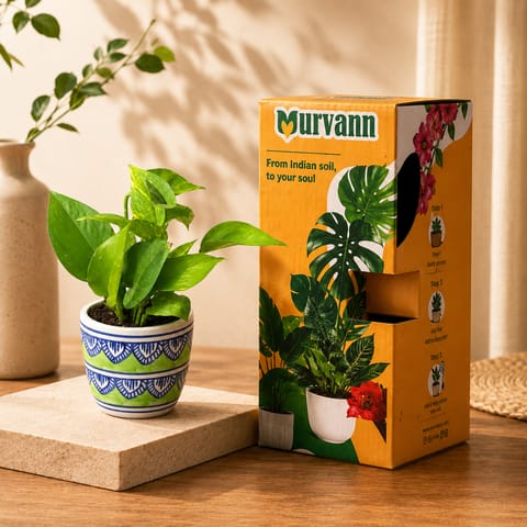 Gift Ready - Money Plant Green in 4 Inch Live Plant Heritage Sage Pixel Cup Ceramic Planter - In Premium Gifting Box