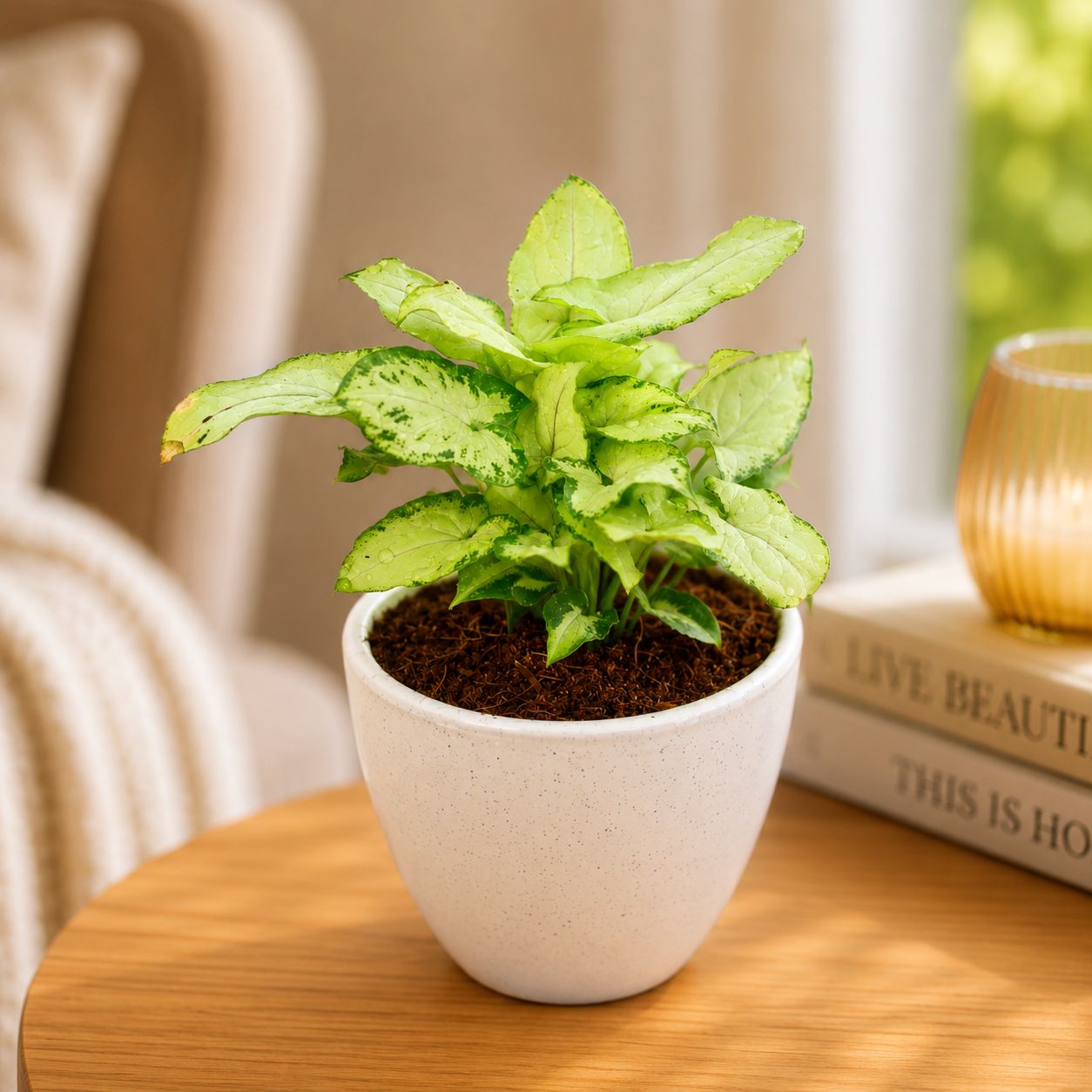 Gift Ready - Syngonium Yami Dwarf in 3 Inch Classy White Cup Ceramic Pot - in Premium Gifting Box