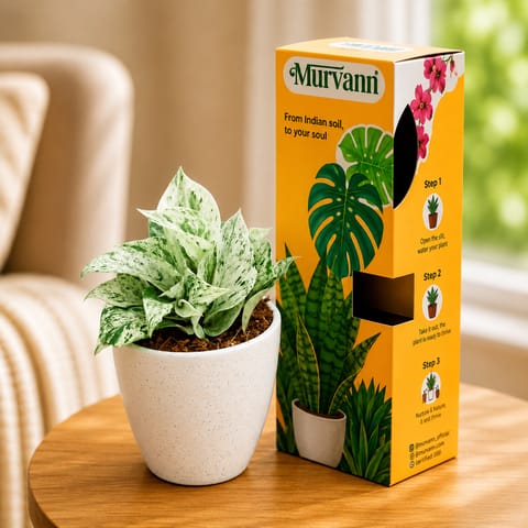 Gift Ready - Money Plant White in 3 Inch Classy White Cup Ceramic Pot - in Premium Gifting Box