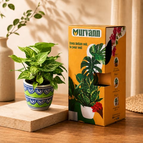 Gift Ready - Syngonium Green Desi in 4 Inch Live Plant Heritage Sage Pixel Cup Ceramic Planter - In Premium Gifting Box