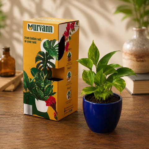 Gift Ready - Money Plant Green in 4 Inch Live Plant Royal Blue Pixel Cup Ceramic Planter - in Premium Gifting Box