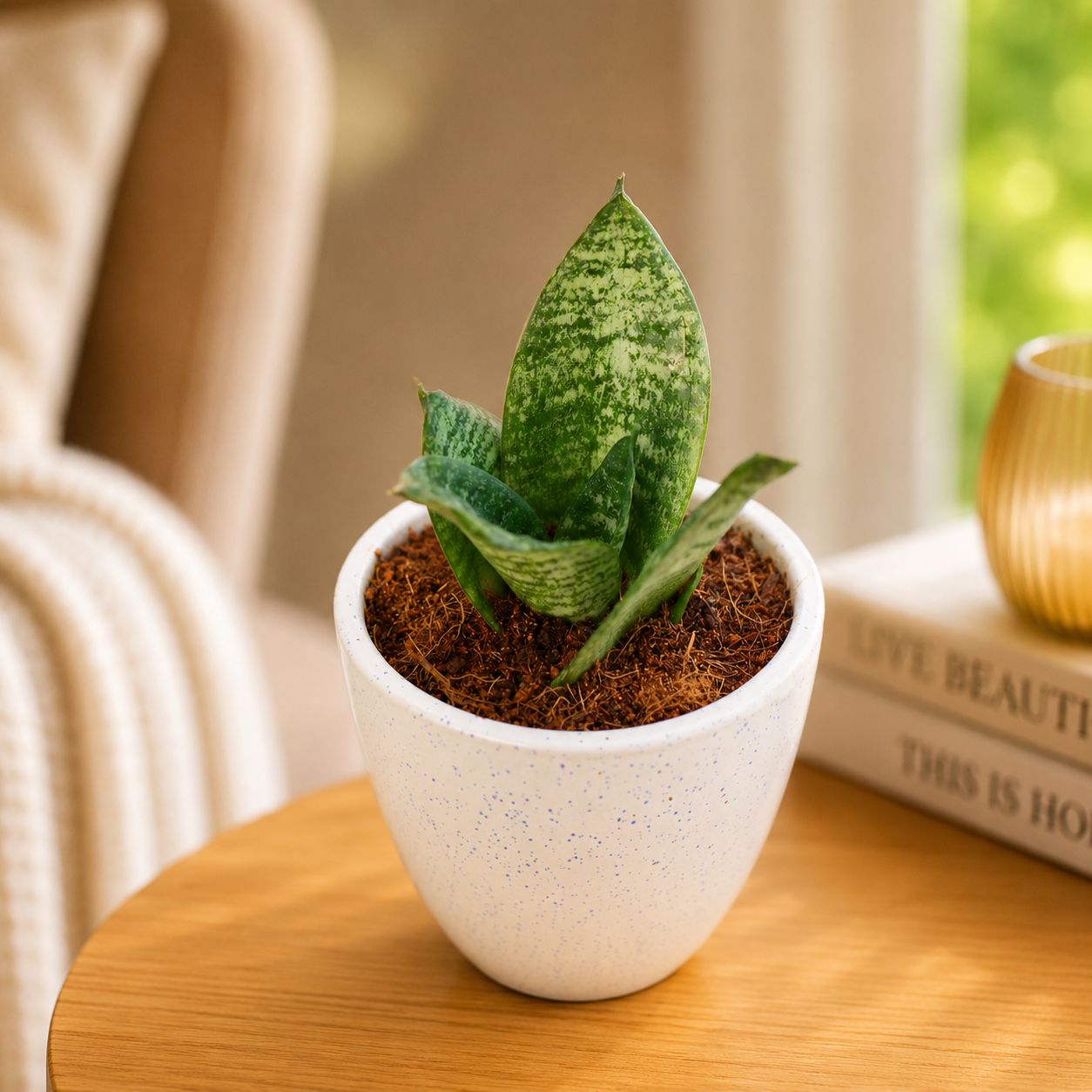 Gift Ready - Snake Green Dwarf in 3 Inch Classy Cup Ceramic Pot - in Premium Gifting Box