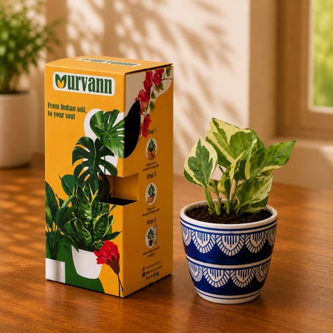 Gift Ready - Money Plant N'Joy in 4 Inch Live Plant Heritage Noir Pixel Cup Ceramic Planter - in Premium Gifting Box