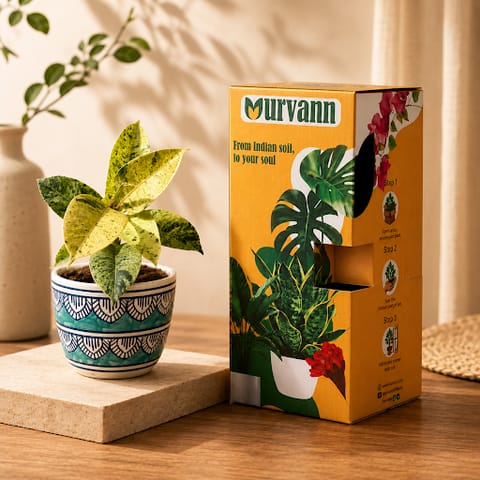Gift Ready - Rubber Variegated Yellow in 4 Inch Live Plant Heritage Sky Pixel Cup Ceramic Planter - In Premium Gifting Box