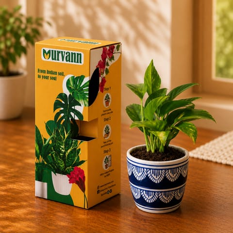 Gift Ready - Money Plant Green in 4 Inch Live Plant Heritage Noir Pixel Cup Ceramic Planter - in Premium Gifting Box