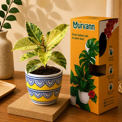 Gift Ready - Rubber Variegated Yellow in 4 Inch Heritage Gold Pixel Cup Ceramic Planter - In Premium Gifting Box
