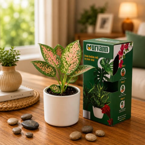 Gift Ready - Aglaonema Pink in 4 Inch White Minimalist Cylindrical Ceramic Pot - With Gift Bag - in Premium Gifting Box