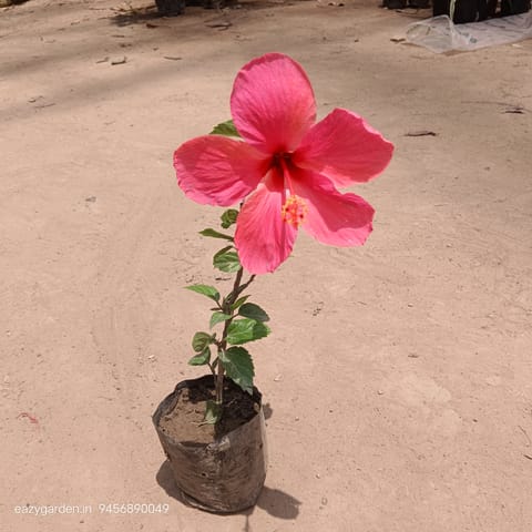 Hibiscus Pink Big Flower in 4 Inch Nursery Bag