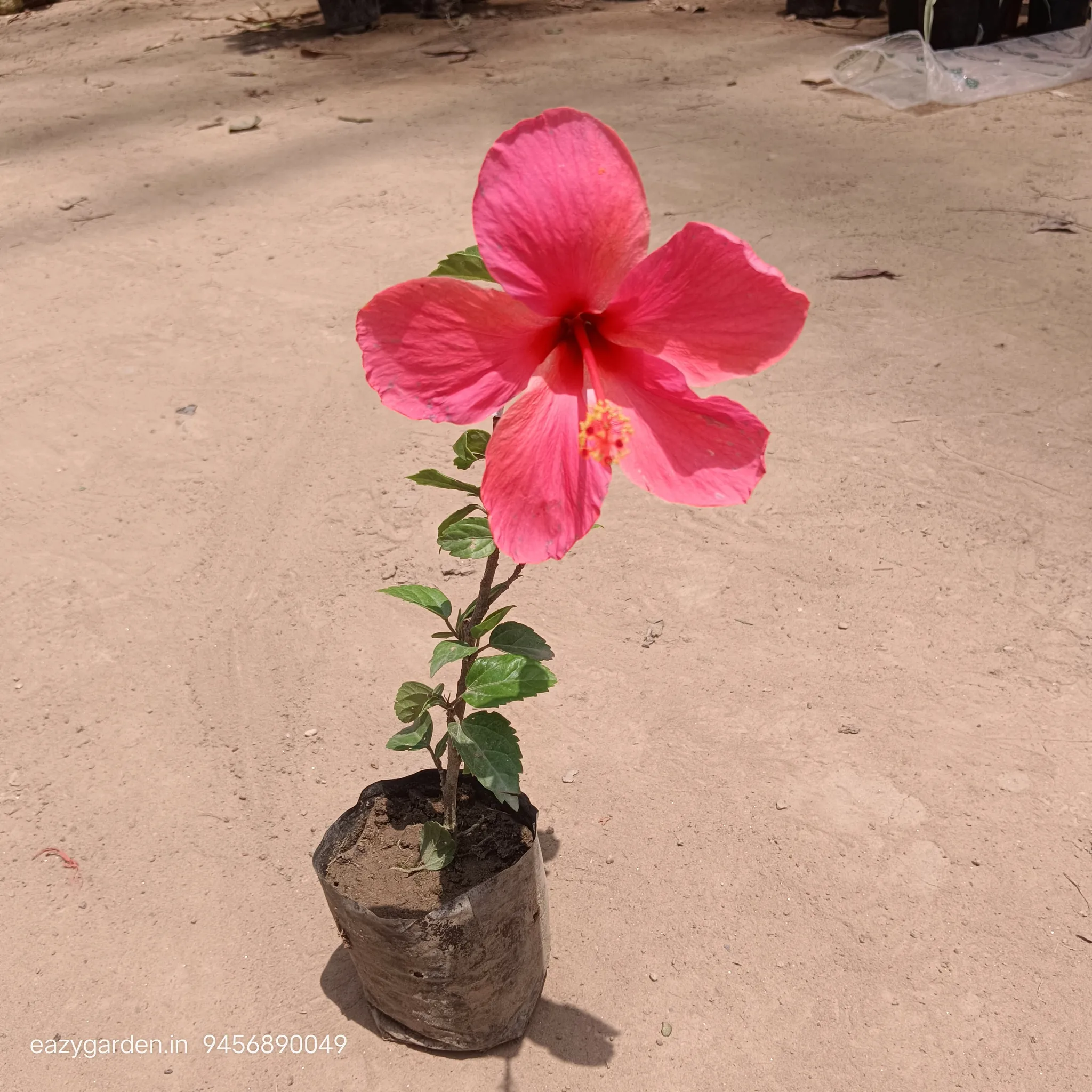 Hibiscus Pink Big Flower in 4 Inch Nursery Bag