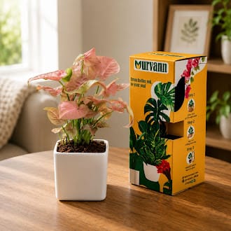 Gift Ready - Syngonium Pink in 4 Inch Classy White Square Ceramic Pot - in Premium Gifting Box