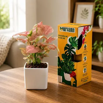 Gift Ready - Syngonium Pink in 4 Inch Classy White Square Ceramic Pot - in Premium Gifting Box