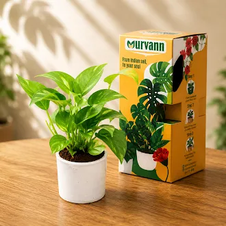 Gift Ready - Green Money Plant in 5 Inch White Cylindrical Ceramic Pot - With Gift Bag - in Premium Gifting Box
