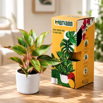 Gift Ready - Aglaonema Lipstick in 4 inch Classy White Cylindrical Ceramic Pot - With Gift Bag - in Premium Gifting Box