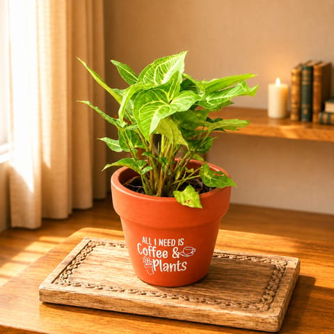 Gift Ready - Syngonium Green Desi in 4 Inch Live Plant Brew & Blosssom Premium Clay Terracotta Planter - in Premium Gifting Box