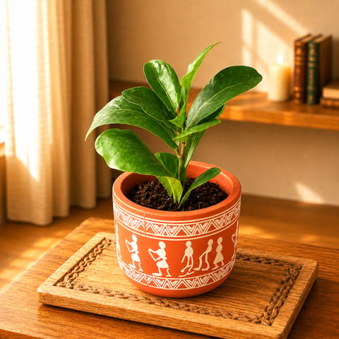Gift Ready - Fiddle Leaf Fig/ Ficus  Lyrata Green in 4 Inch Live Plant Boho Warli Art Premium Clay Terracotta Planter - in Premium Gifting Box