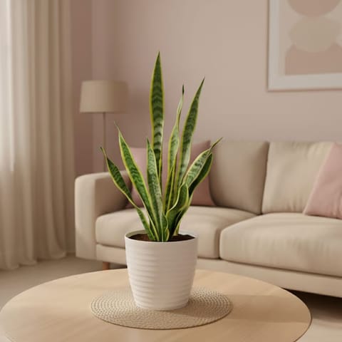 Gift Ready - Snake Yellow Long in 5 Inch White Avora Premium Plastic Planter