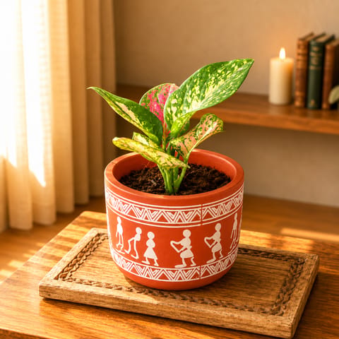 Aglaonema Pink Dalmation in 4 Inch Boho Warli Art Premium Clay Terracotta Planter - in Premium Gifting Box