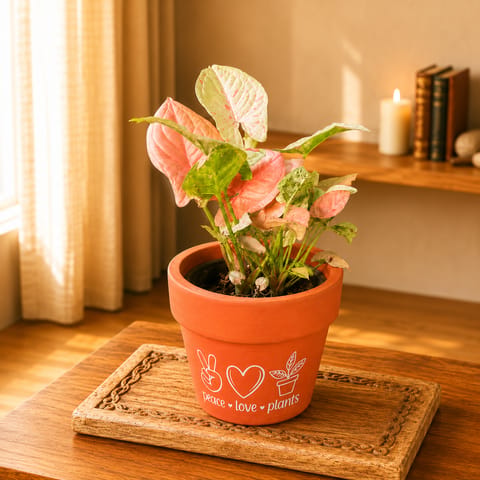 Syngonium Pink  in 4 Inch Peace Love Plants Premium Clay Terracotta Planter - in Premium Gifting Box