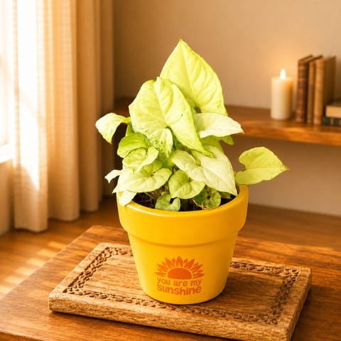 Gift Ready - Syngonium Yammi  in 4 Inch Live Plant Happy Sunshine Premium Clay Terracotta Planter - in Premium Gifting Box