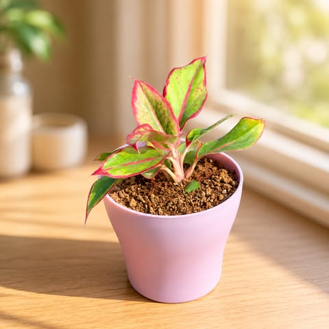 Gift Ready - Aglaonema Lipstick in 4 Inch Live Fresh Plant Purple Premium Daisy Plastic Planter - in Premium Gifting Box in Sector 20