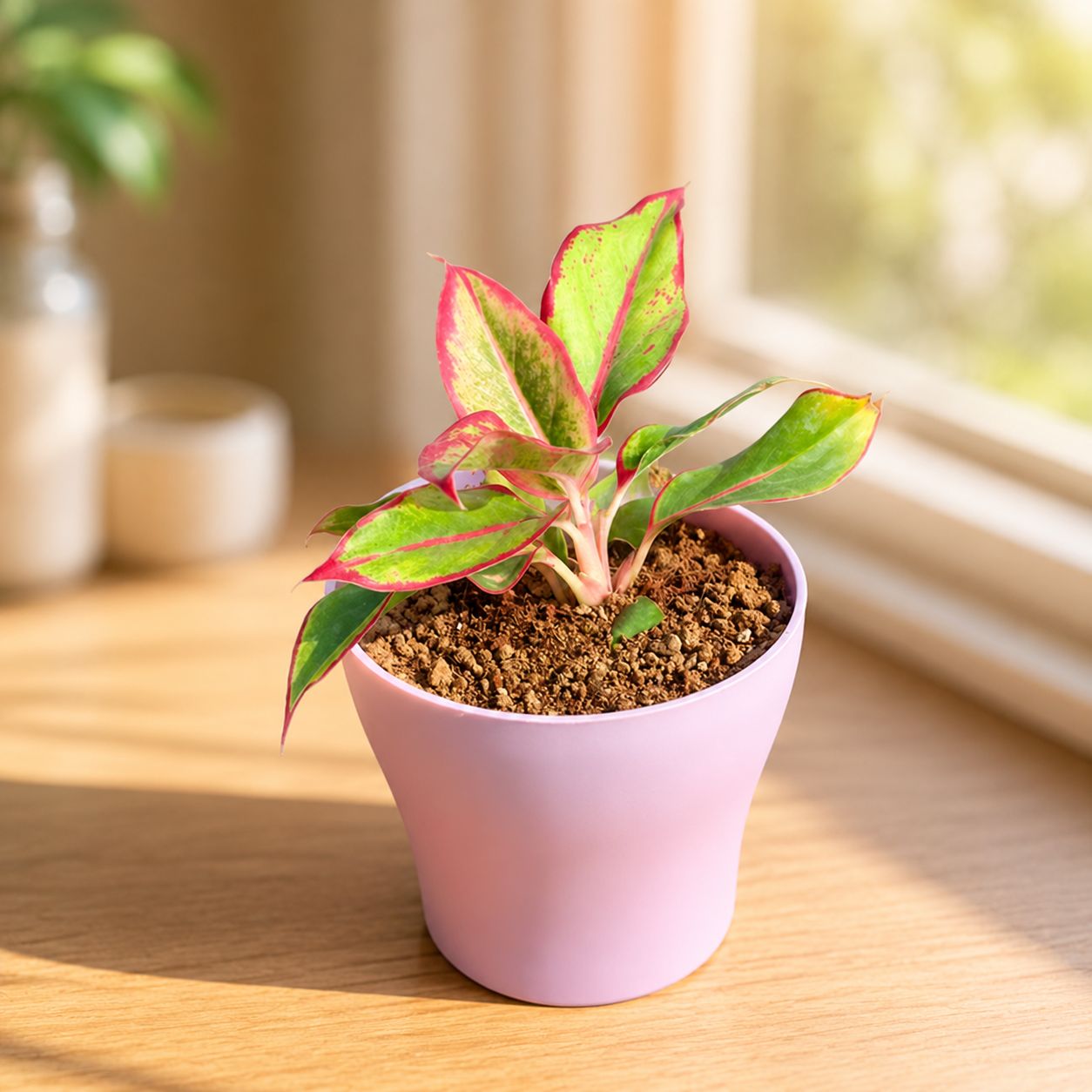 Gift Ready - Aglaonema Lipstick in 4 Inch Purple Premium Daisy Plastic Planter - in Premium Gifting Box