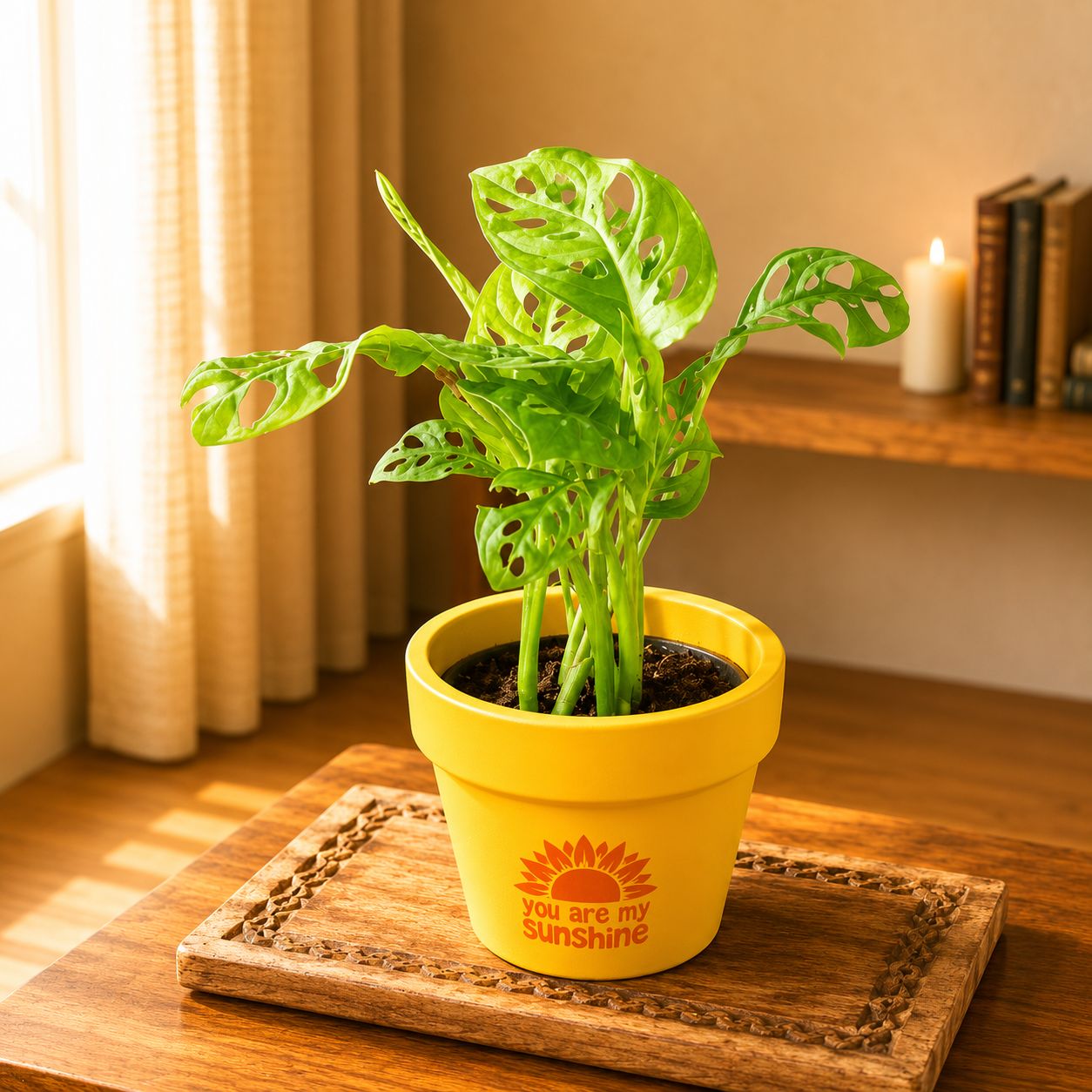 Monstera Broken Heart  in 4 Inch Happy Sunshine Premium Clay Terracotta Planter - in Premium Gifting Box