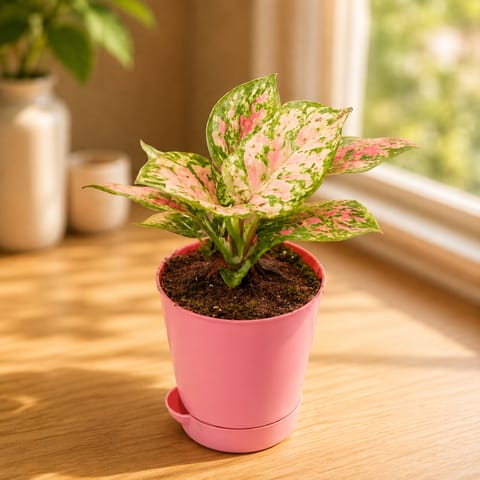 Gift Ready - Aglaonema Pink in 4 Inch Pink Florence Self Watering Pot - in Premium Gifting Box