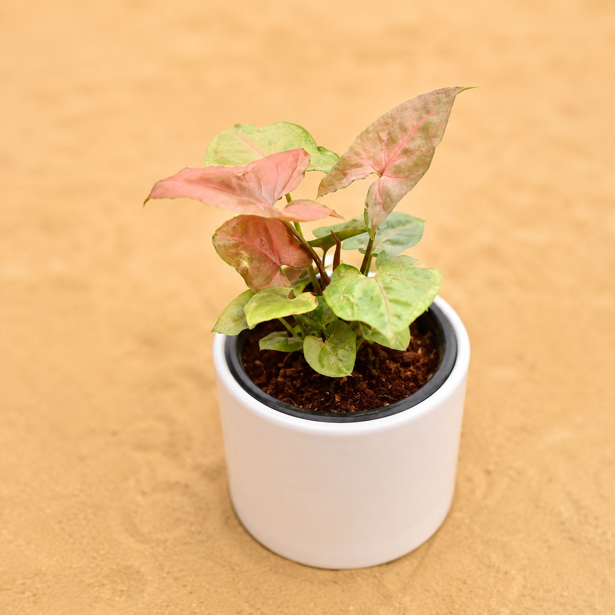 Gift Ready - Syngonium Bronze Butterflly in 4 Inch White Minimalist Cylindrical Ceramic Pot - With Gift Bag - in Premium Gifting Box