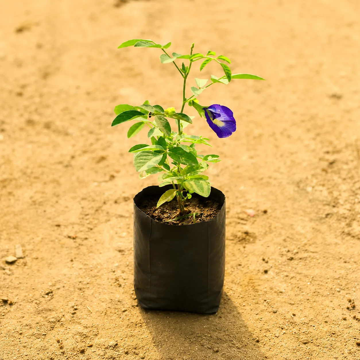 Aparajita / Asian Pigeonwings Blue in 3 Inch Nursery Bag