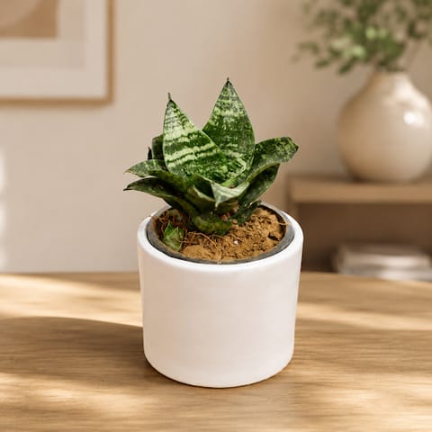 Gift Ready - Snake Green in 4 Inch Live Plant White Minimalist Cylindrical Ceramic Pot - With Gift Bag - in Premium Gifting Box