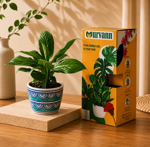 Gift Ready - Peace Lily in 4 Inch Heritage Sky Pixel Cup Ceramic Planter - In Premium Gifting Box