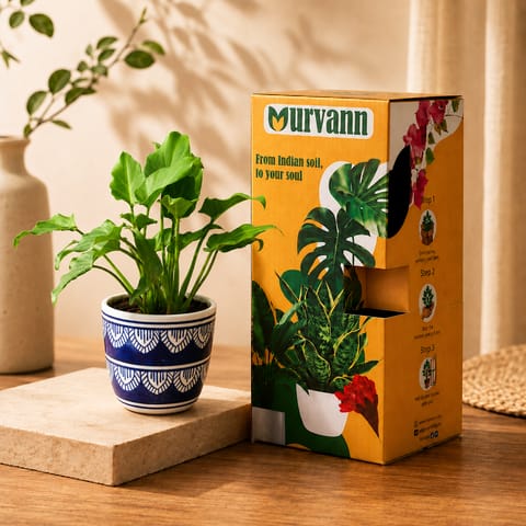 Gift Ready - Xanadu Green in 4 Inch Heritage Noir Pixel Cup Ceramic Planter - In Premium Gifting Box