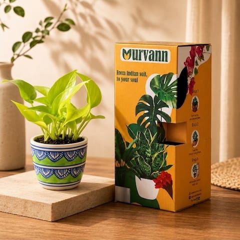 Money Plant Golden in 4 Inch Heritage Sage Pixel Cup Ceramic Planter - In Premium Gifting Box