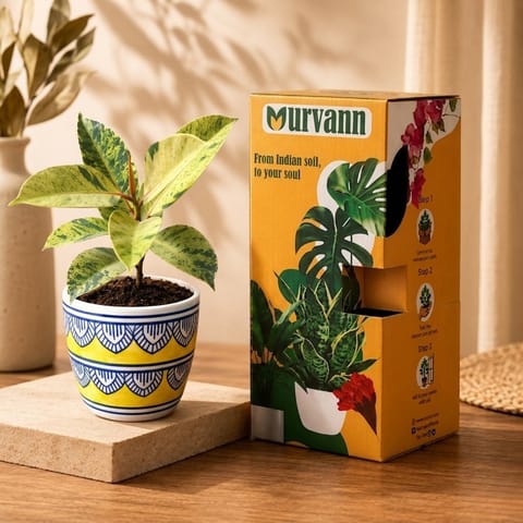 Gift Ready - Rubber Variegated Yellow in 4 Inch Heritage Gold Pixel Cup Ceramic Planter - In Premium Gifting Box