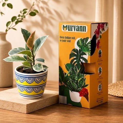 Gift Ready - Rubber Vareigated White in 4 Inch Live Plant Heritage Gold Pixel Cup Ceramic Planter - In Premium Gifting Box