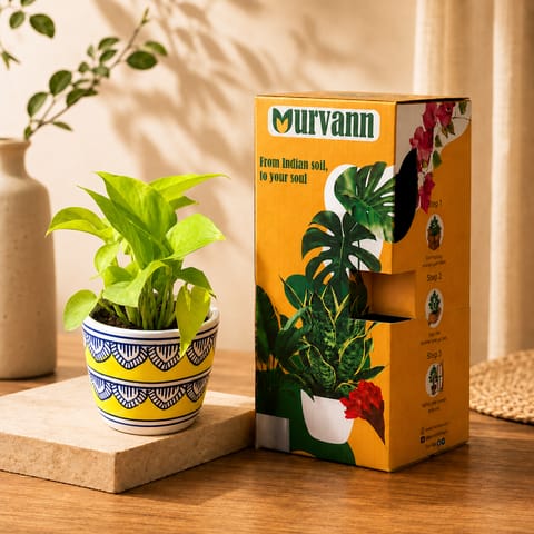 Gift Ready - Money Plant Golden in 4 Inch Live Plant Heritage Gold Pixel Cup Ceramic Planter - In Premium Gifting Box