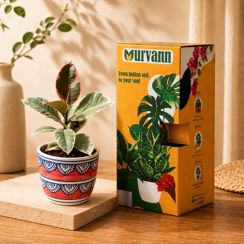 Gift Ready - Rubber Vareigated White in 4 Inch Live Plant Heritage Red Pixel Cup Ceramic Planter - In Premium Gifting Box