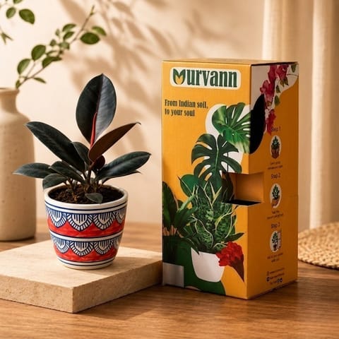 Gift Ready - Rubber Black in 4 Inch Live Plant Heritage Red Pixel Cup Ceramic Planter - In Premium Gifting Box