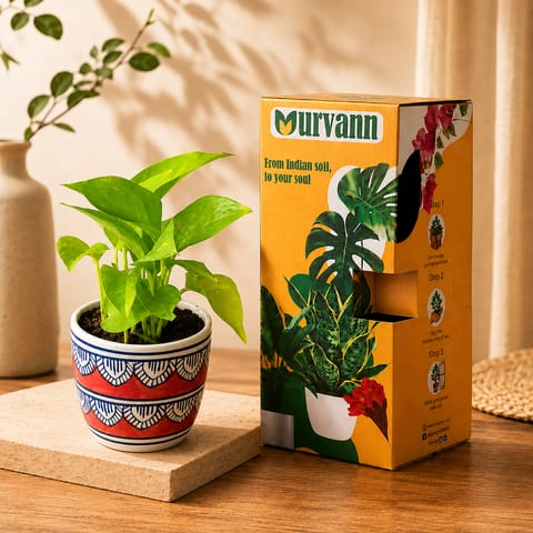 Gift Ready - Money Plant Golden in 4 Inch Live Plant Heritage Red Pixel Cup Ceramic Planter - In Premium Gifting Box