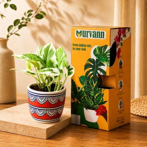Gift Ready - Marble Money Plant in 4 Inch Live Plant Heritage Red Pixel Cup Ceramic Planter - In Premium Gifting Box