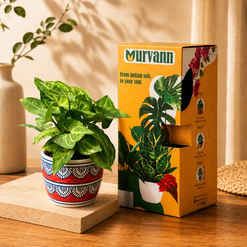 Gift Ready - Syngonium Green Desi in 4 Inch Live Plant Heritage Red Pixel Cup Ceramic Planter - In Premium Gifting Box