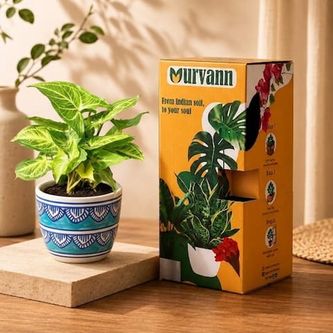 Gift Ready - Syngonium Green Desi in 4 Inch Live Plant Heritage Sky Pixel Cup Ceramic Planter - In Premium Gifting Box