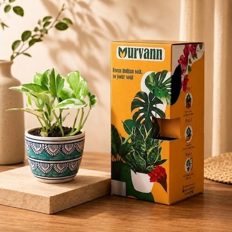 Gift Ready - Marble Money Plant in 4 Inch Live Plant Heritage Sky Pixel Cup Ceramic Planter - In Premium Gifting Box